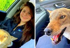 Woman Rescues “Injured Dog”, Is Startled When The Vet Says He Isn’t Even A Dog