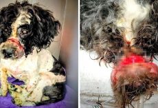 Dog Nearly Dies After Brute Seals His Mouth With Tight Rubberbands, Surgery Needed