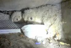 Abandoned Dog Shields His Sister After They Were Cruelly Dumped In A Sewer