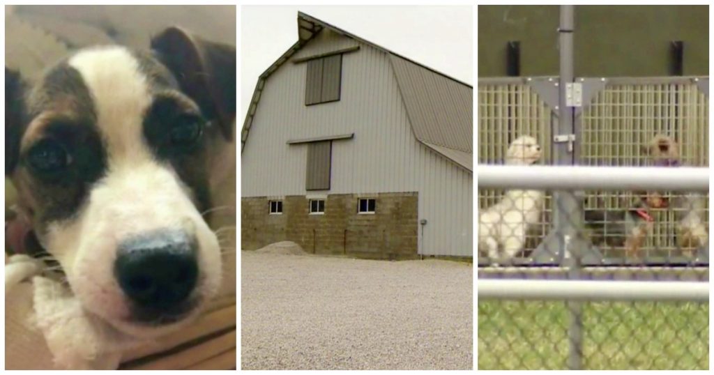 Woman Says Amish Farms Are Puppy Mills In Disguise & She Has Proof