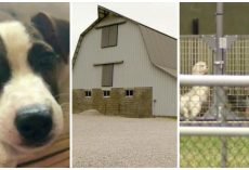 Woman Says Amish Farms Are Puppy Mills In Disguise & She Has Proof