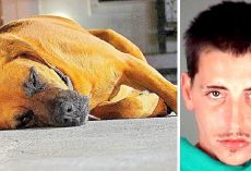 Drunk Owner Violently Drags Dog For Over 100 Yards, Punches People Who Protest