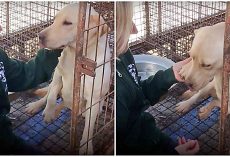 Awaiting Slaughter At Meat Farm, She Gently Lifted Her Paw To Thank Her Saviors