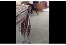 Baby Emu ‘Lost-It’ When The Dog Walked Into The Room For The First Time
