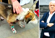 Dog Fights For Life After Owner Drags Him Behind Car For Miles As Punishment