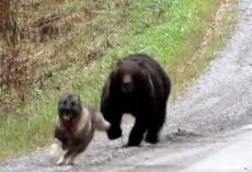 Owners Watch As Their Dog Returns From The Woods With A Bear Friend