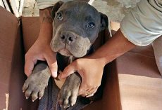 Boy Left Injured Puppy In Box Outside Shelter To Save Him From His Abusive Dad