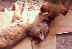 Worried Brother Whimpered, Tried To Revive Puppy After He Was Run Over