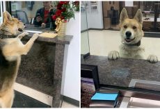 Dog Walks Into Police Station & Reports Himself Missing, Befriends Officers