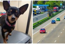 Couple At Large Who Threw Six Chihuahuas From A Moving Vehicle