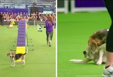 Crowd Goes Bonkers As A Champion Beagle Was Hilariously Distracted At The Dog Show