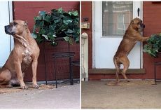 He Sat On Porch & Clawed At Door For Weeks, Begging His Family To Let Him Back In