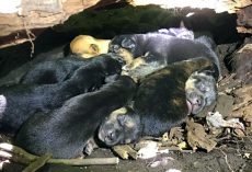 Despite Her Broken Leg, Mama Dog Carried All 13 Pups To The Safest Hiding Spot