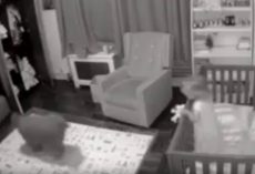 Dog Enters Child’s Room During The Night To Help Put Fussy Toddler Back To Sleep