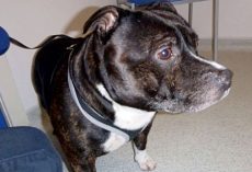Dog Found Tied To Church Altar With Apology Note: “I Love You & I’m So Sorry”