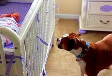 Dog Weeps Her Heart Out When She Hears Newborn Baby Crying For The First Time