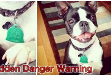 Dog’s Sudden Passing From ‘Hidden Danger’ Prompted Owner To Warn Others