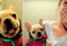 Mom Tells Her Puppy She Loves Him, Starry-Eyed Puppy Mouths “I Love You” Back