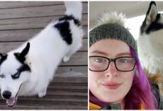 Woman Stumbles Upon Photo Of Her Missing Husky 1.5 Years After He Escaped