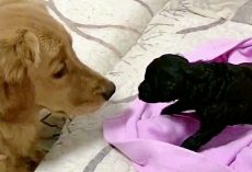 Golden Retriever Who’s Always Loved Puppies Finally Gets One Of His Own