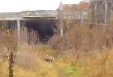 Man Follows A Stray To Abandoned Building, Sees Dogs Chained Up All Over