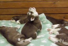 Husky Pup’s “Unique” Howl Was So Soothing That His Siblings Slept Right Through-It