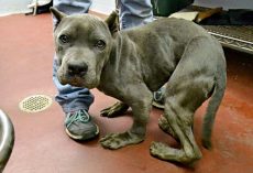 Imprisoned In Cramped Cage For 2-Years, His Body Grew Deformed From Hunching Over