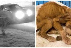 Truck Slithers Into Shelter Parking Lot In Wee Hours, Dumps Sick Puppies