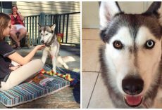Teenager’s Pooch Eerily Disappears Weeks After She Was Murdered