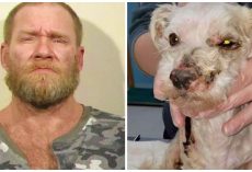 Man Pours Toxic Lye All Over Senior Dog, Lets Him Writhe 2 Days In Pain