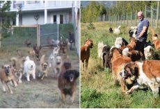 Man Adopted 45 Unwanted Shelter Dogs And Let Them Run Free For The First Time