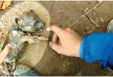 Man Pulled Lifeless Puppy From River, Resuscitation Failed And His Wife Had A Plan