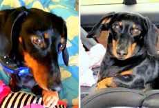 Car Stolen With Dog Still Inside, Heartbroken Family Offers $5k Reward For Dog