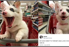 Mom Brought 4-Month Old Pup To Target, And His Photos Won Over The Internet