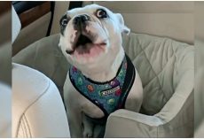 Mom Told Frenchie The Dog Park Was Closed And “Walter” Is Not A Happy Puppy