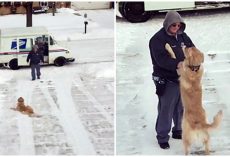 Golden Waits On Driveway Every Day To Get A Hug From His Beloved Mailman