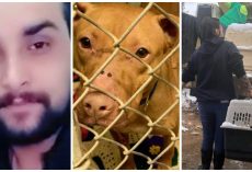 Pit Bull Discovered With Nose Stapled On In Massive Dogfighting Ring