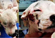 No One Helped Her Because She’s A Pit Bull So She Roamed The Streets In Agony