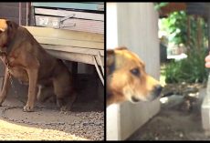 Owner Refused To Unchain ‘Vicious’ Dog For 10-Years And A Neighbor Decided To Break Him Free