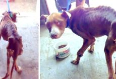 Owners “Forgot To Feed” Him And Now He Thinks Someone Will Hit Him If He Eats Food