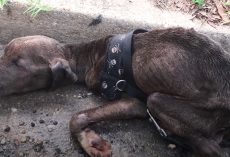 Abused Pit Pup Found In The Gutter Had Only Minutes To Live