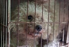 Poodles Locked In Cages 24/7, Their Eyes Expressed ‘True Joy’ When Doors Were Finally Opened