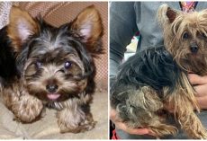 With Tears In Their Eyes, Family Holds Their Beloved Yorkie After 14 Years Apart