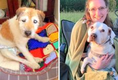 Retired Nurse Opens A Hospice For Dying Senior Dogs Who Are Dumped Without Love