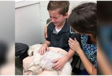 Young Boy Comforts His Dying Dog: “I Want To Hold Her When She Goes To Heaven”