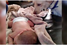 New-Mom Introduces Newborn To Her Pet, Dog Shows Mom Her 1st Rookie Mistake