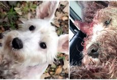 Family’s Distraught After Finding Their Dog With Throat Slit In Their Own Yard