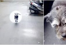 She Lost Her Way, Overheard Dad’s Engine And Bolts Toward Him Shedding Tears