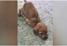 She Struggles To Squirm To Rescuer After A Fight Broke Out & She Was Bitten