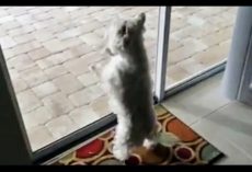 Shelter Dog Moves Into New Home And Adorably ‘Freaks Out’ When She Notices A New Pool In The Backyard